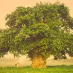 Дърветата, които ни помагат