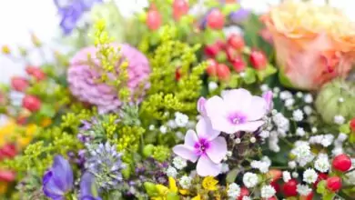 Имен ден на жена