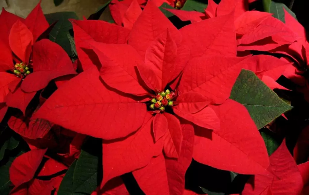 Коледна звезда