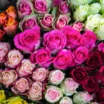 Цветът на розите носи тайнствени послания