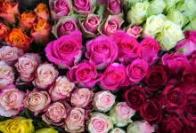 Цветът на розите