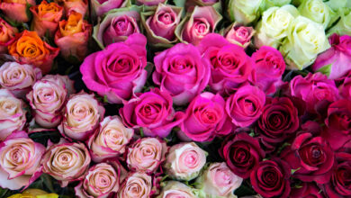 Цветът на розите