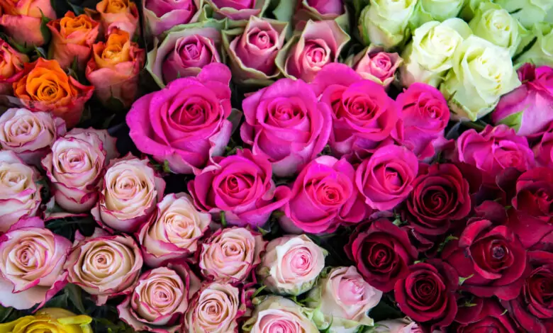 Цветът на розите