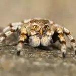 Паяците са древни