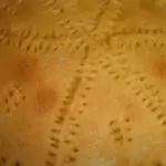 Содена питка