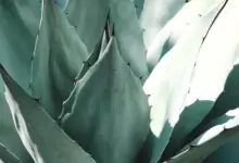 алое и очни проблеми