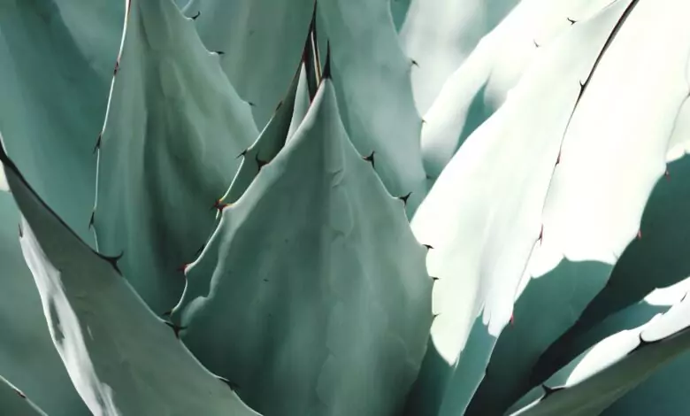 алое и очни проблеми