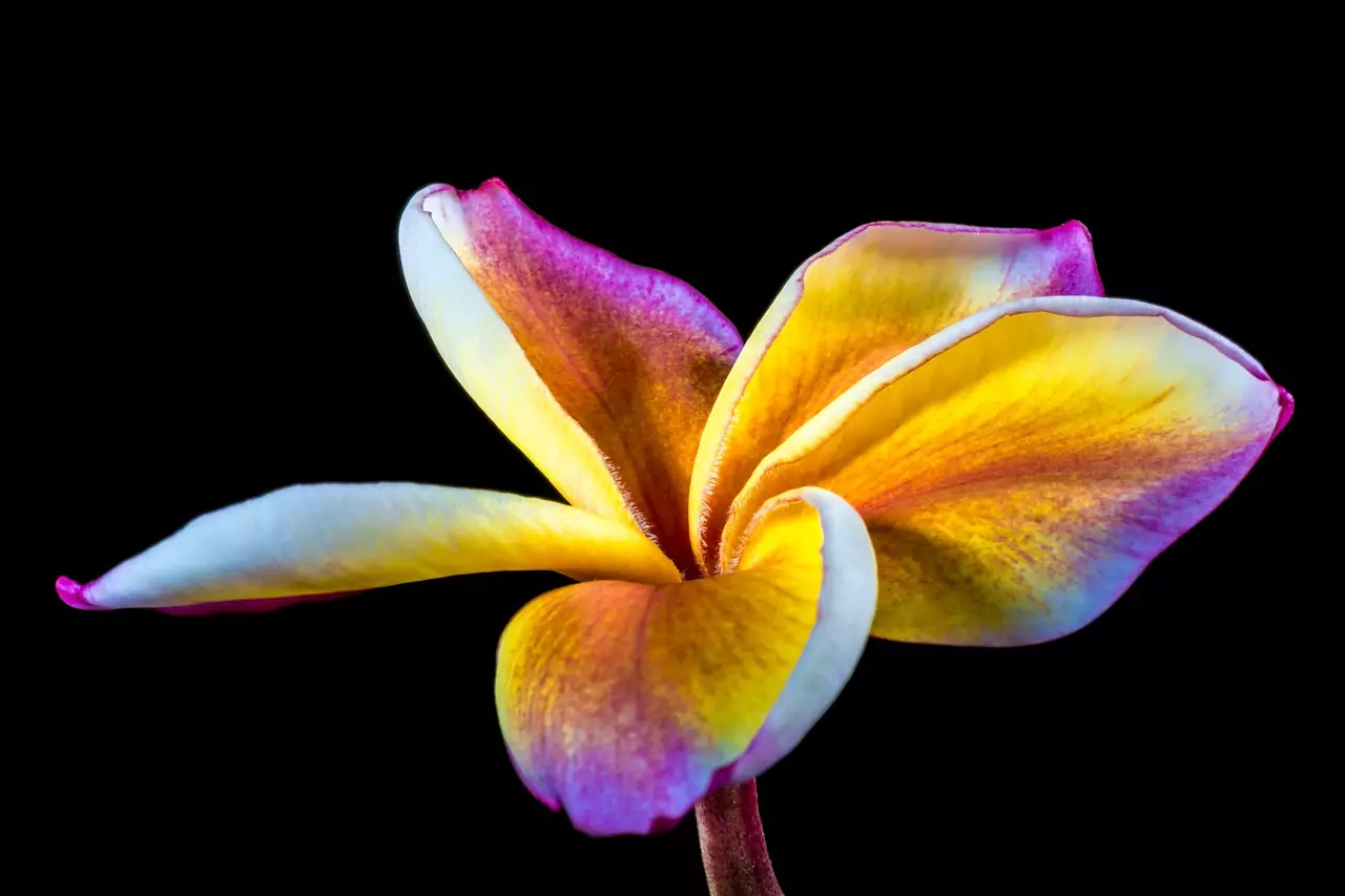 Плумерията Плумерията