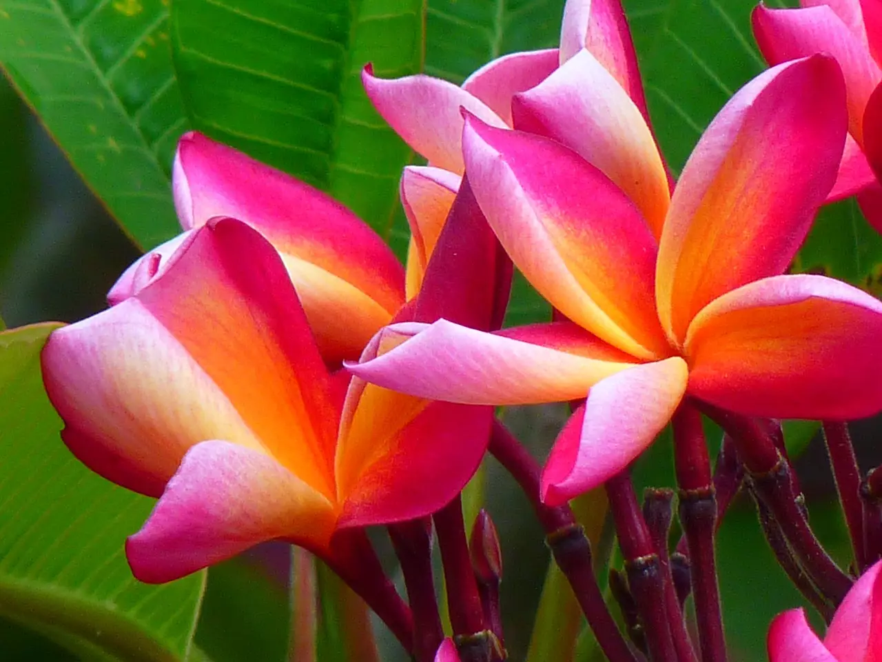 ПЛУМЕРИЯ - божественото цвете на маите