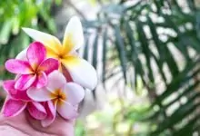 франджипани