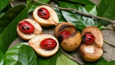 индийско орехче