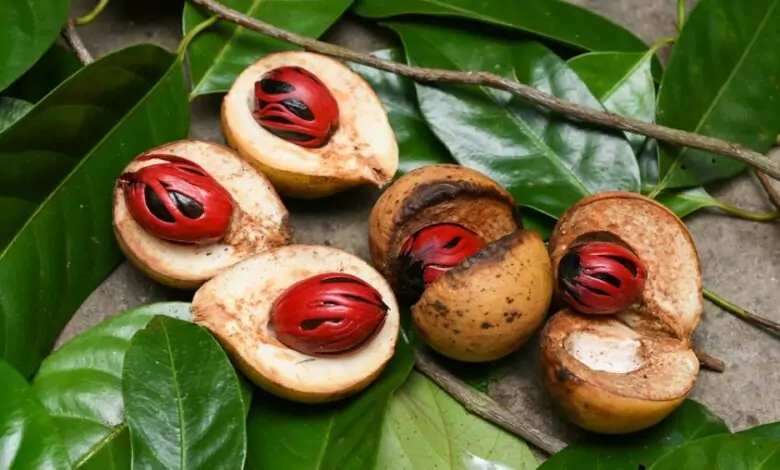 индийско орехче