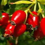 Шипков цвят гони злините