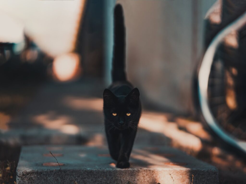 черни котки
