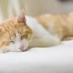 Съвети за добър сън