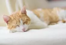 Съвети за добър сън