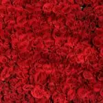 Колко рози се подаряват