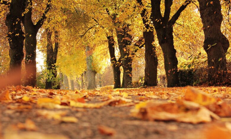 Есента събужда хроничните болежки