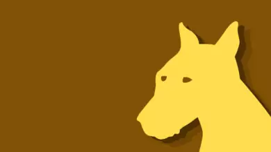 Китайски зодиак - Куче