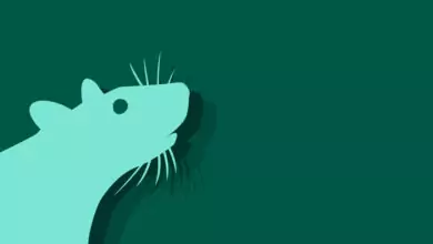 Китайски зодиак - Плъх