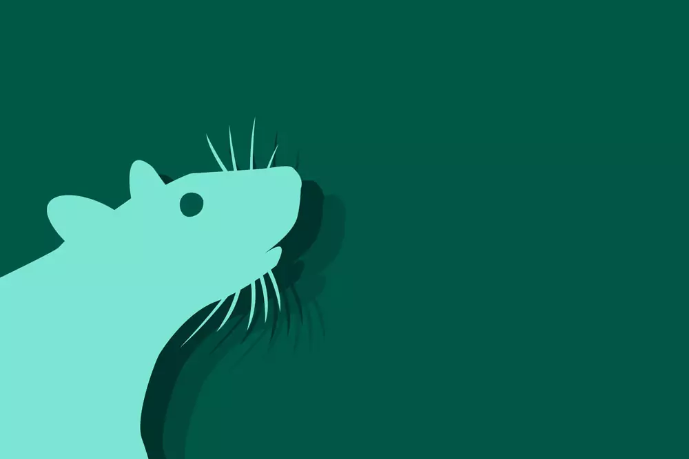 Китайски зодиак - Плъх