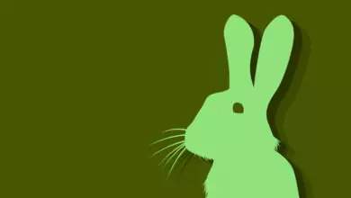 Китайски зодиак - Заек