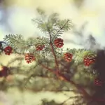 Поверия за шишарки от ела