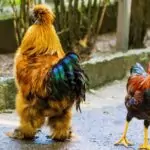 Пожелания за Петльовден