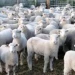 Гергьовденски вицове