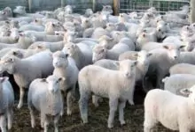 Гергьовденски вицове