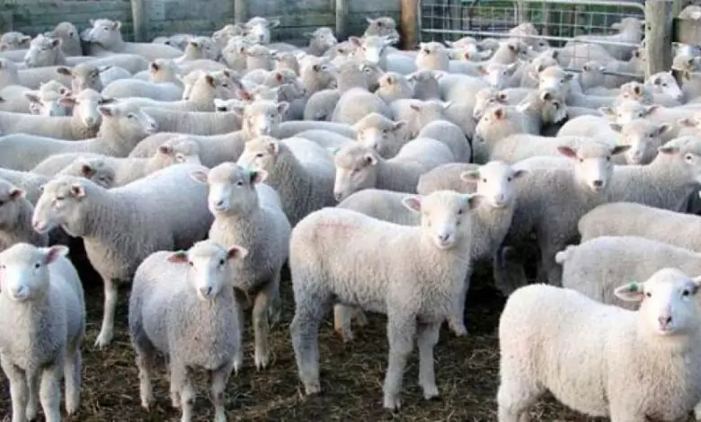 Гергьовденски вицове