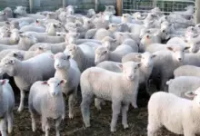 Гергьовденски вицове