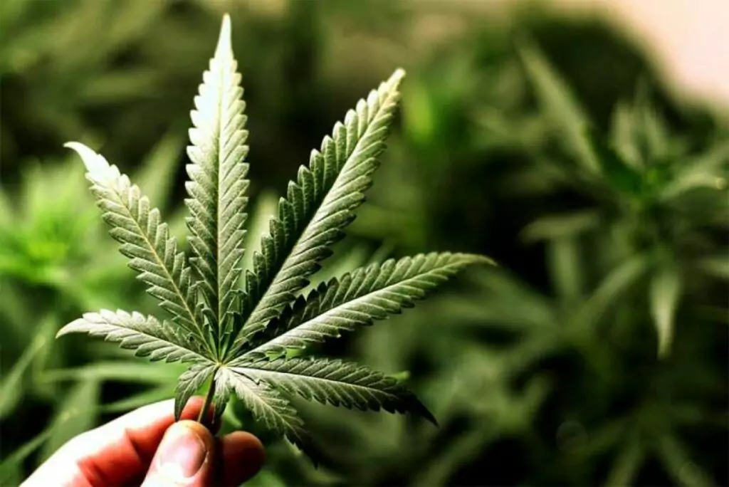 Лекуват с марихуана 260 болести Лекуват с марихуана 260 болести