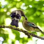 Лечебната сила на птичите песни