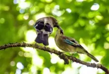 птичи песни