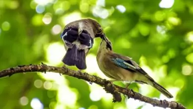 птичи песни