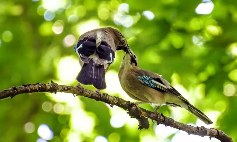 птичи песни