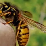 Търкайте с магданоз ухапаното от пчела