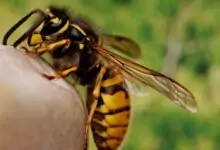 пчела - ухапване