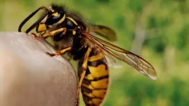 пчела - ухапване