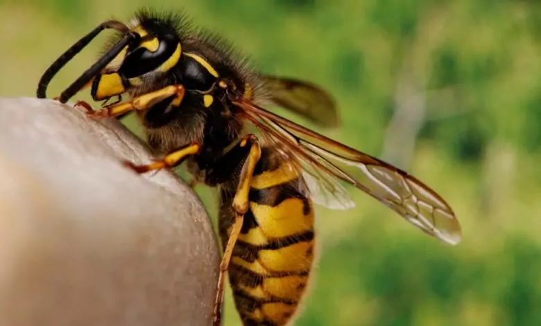 пчела - ухапване