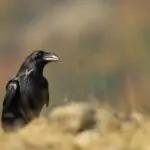 Гарванът ни кара да разбулваме мистерии