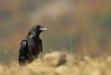 гарван