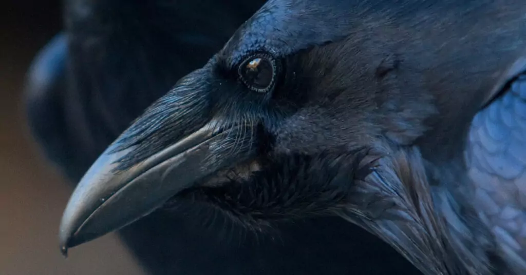 Гарванът ни кара да разбулваме мистерии Гарванът ни кара да разбулваме мистерии