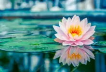 тибетски символи - лотос