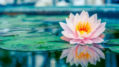 тибетски символи - лотос