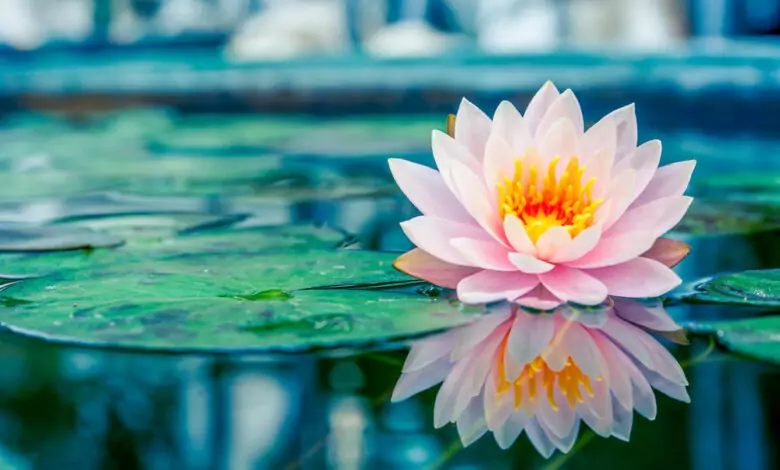 тибетски символи - лотос