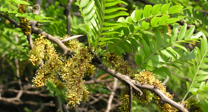 Плодове или листa от гледичия срещу болка - дърво/билка