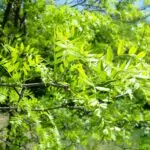 Плодове или листa от гледичия срещу болка