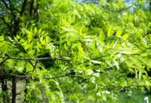 билка гледичия